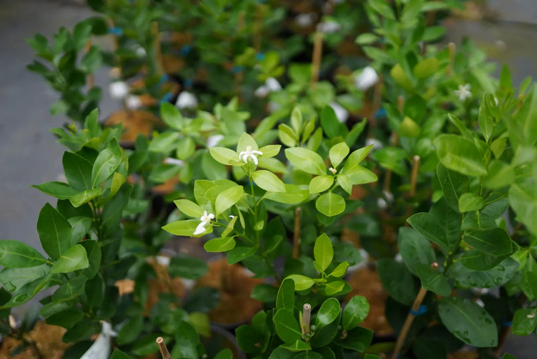 Lime - Calamansi - flyingdragonnursery