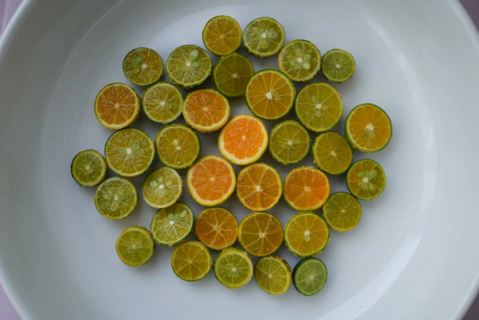 Lime - Calamansi - flyingdragonnursery