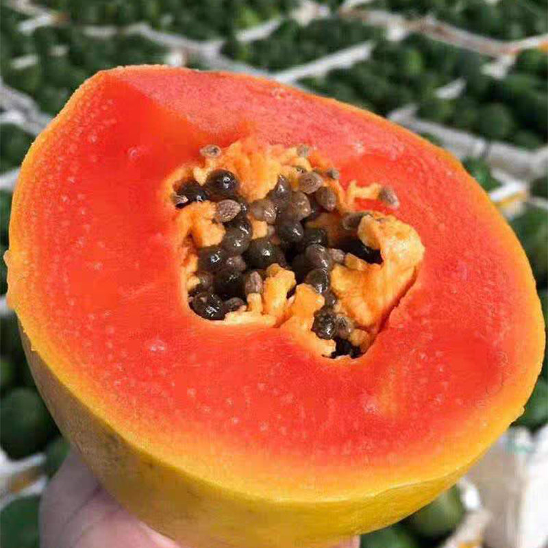 Papaya - Red Maradol - flyingdragonnursery