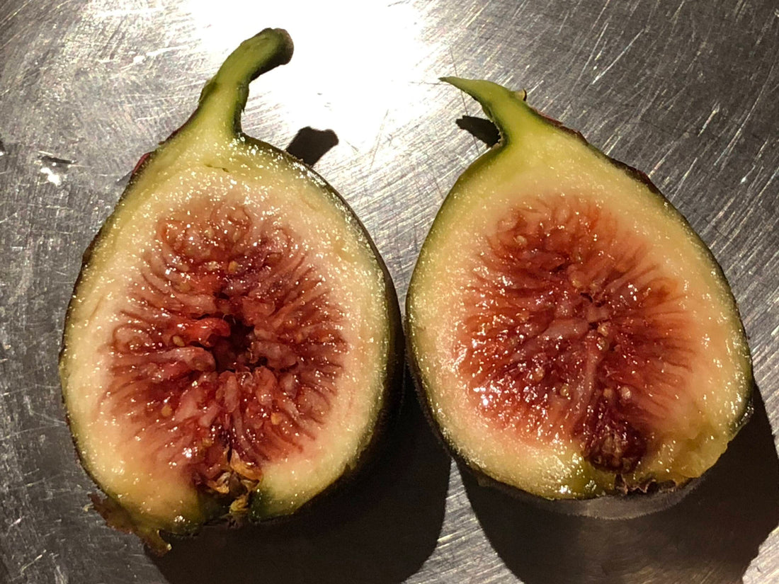 Fig - Malta - flyingdragonnursery