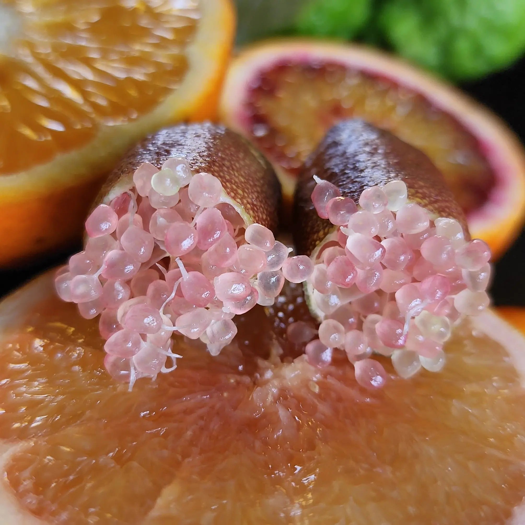 Finger Lime - Brown - Grafted - flyingdragonnursery