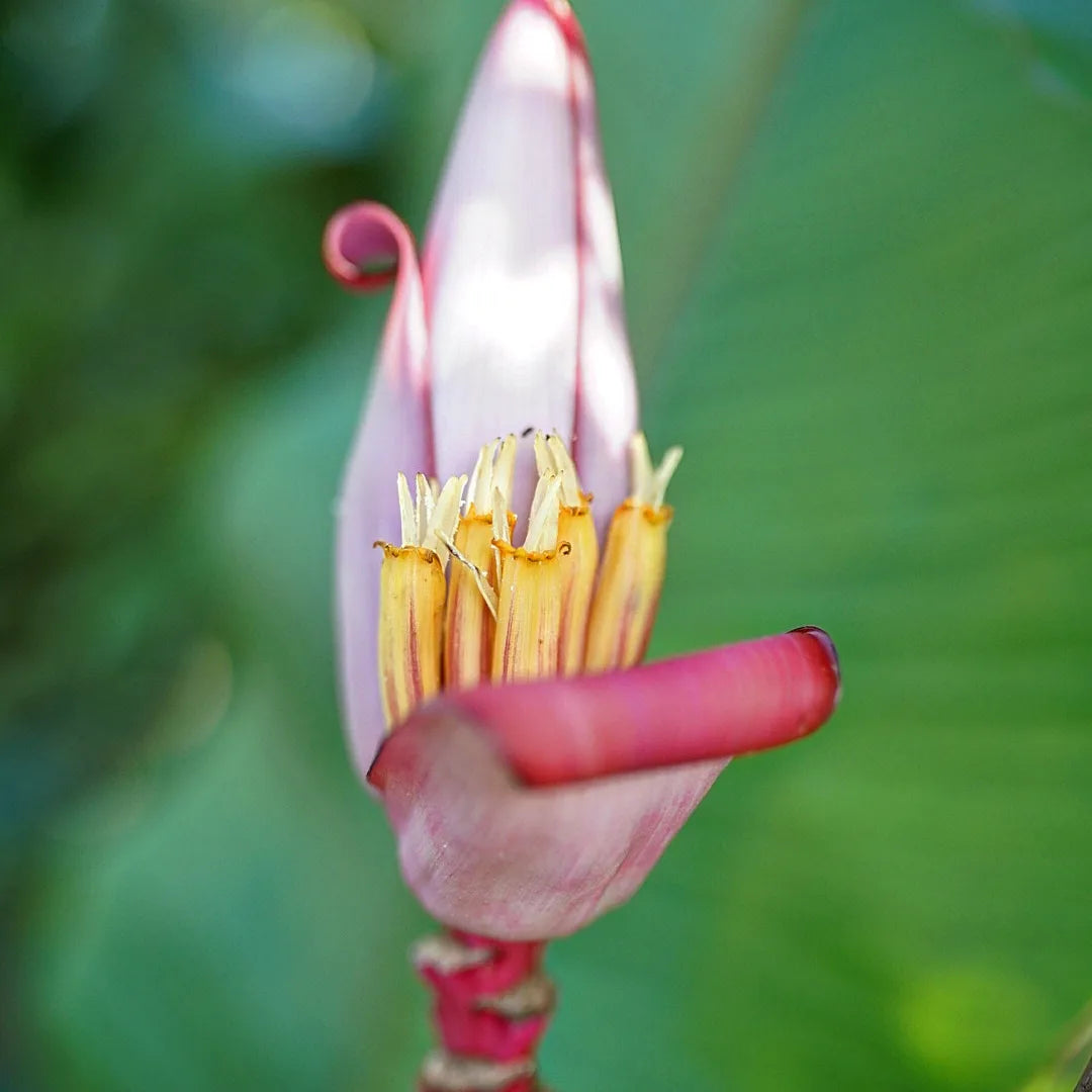 Pink Banana (Musa velutina) - flyingdragonnursery