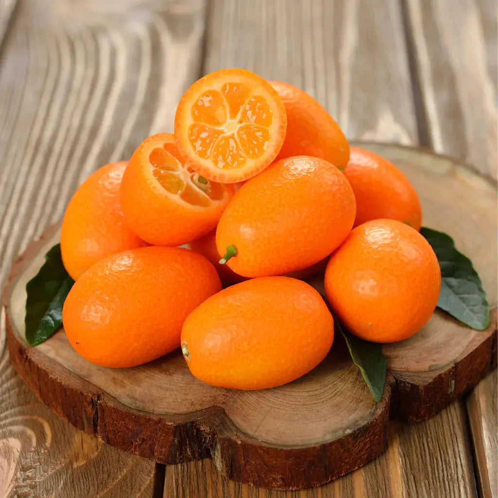 Kumquat - Oval - flyingdragonnursery