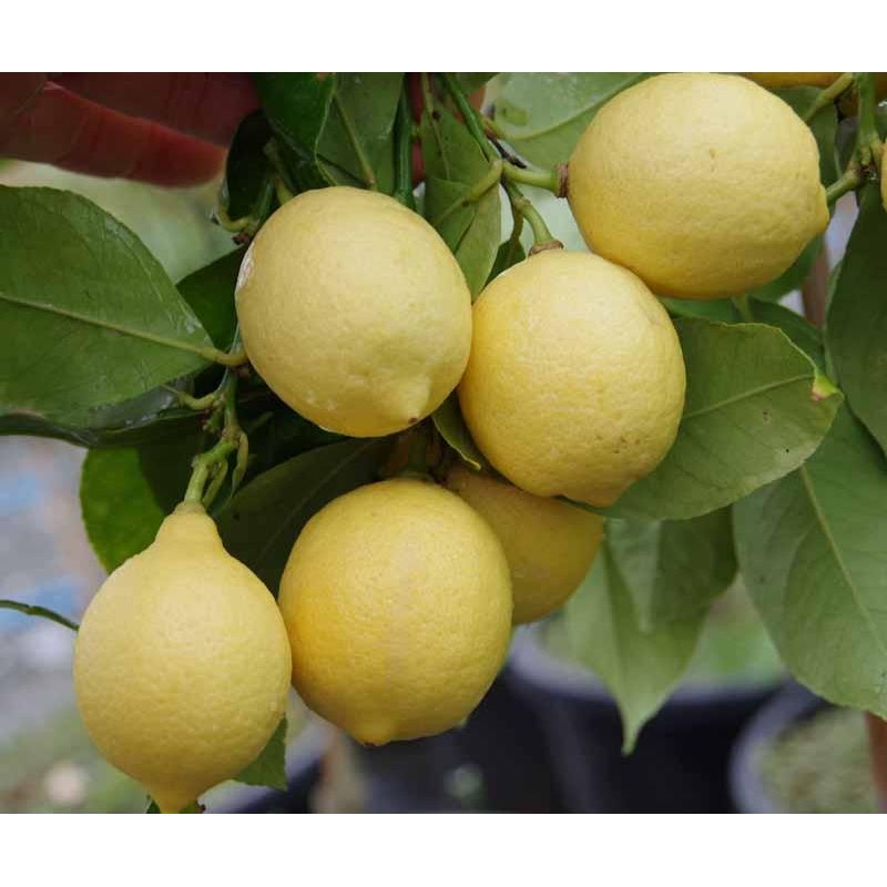 Lemon - Yen Ben - flyingdragonnursery