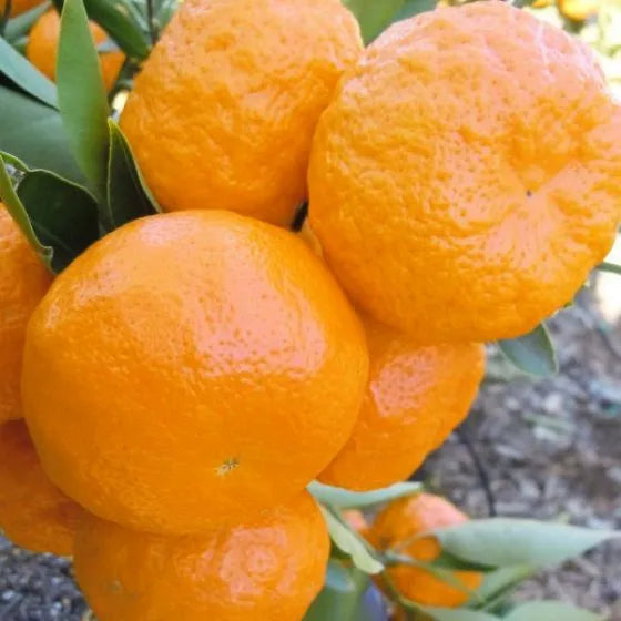 Mandarin - Miho Satsuma - flyingdragonnursery