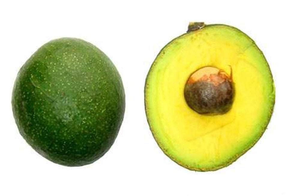 Avocado - Hashimoto - flyingdragonnursery