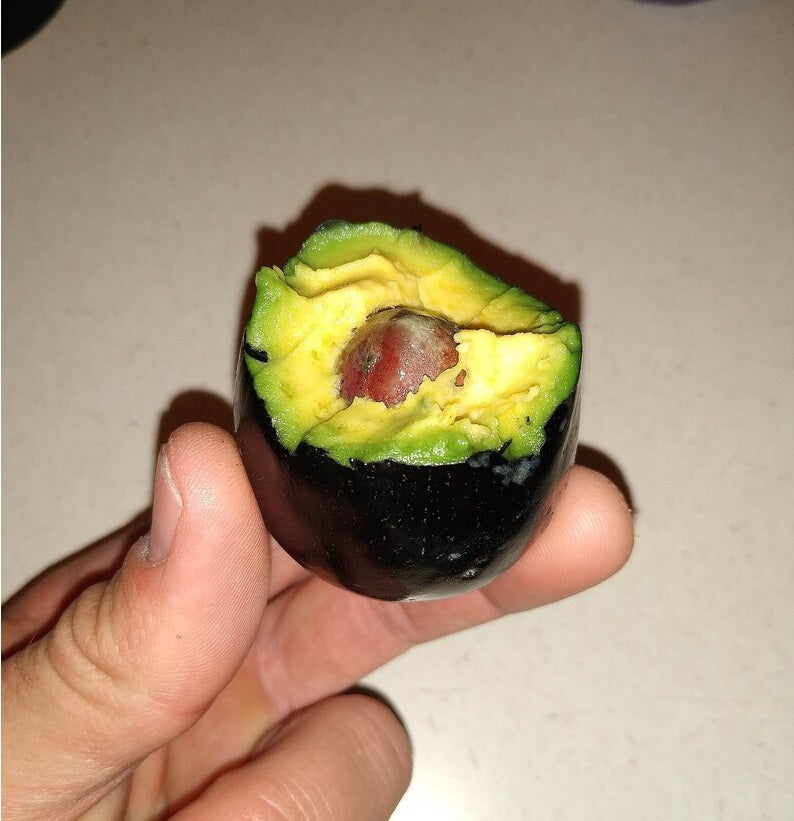 Avocado - Mexicola - Cold hardy - flyingdragonnursery