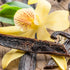 Vanilla Planifolia Plant - flyingdragonnursery