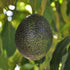 Avocado - Esther Semi Dwarf - flyingdragonnursery