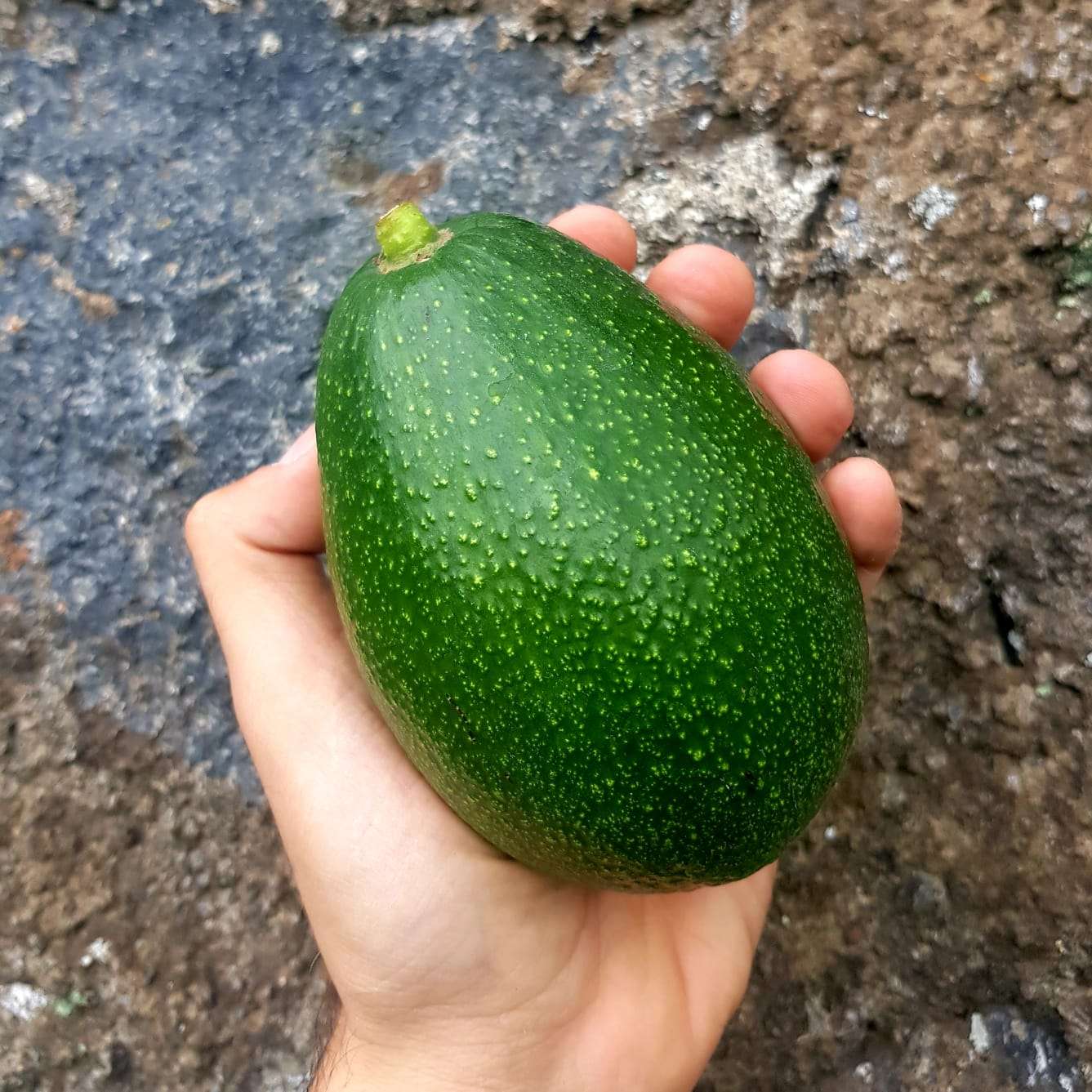 Avocado - Bacon - flyingdragonnursery