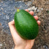 Avocado - Bacon - flyingdragonnursery