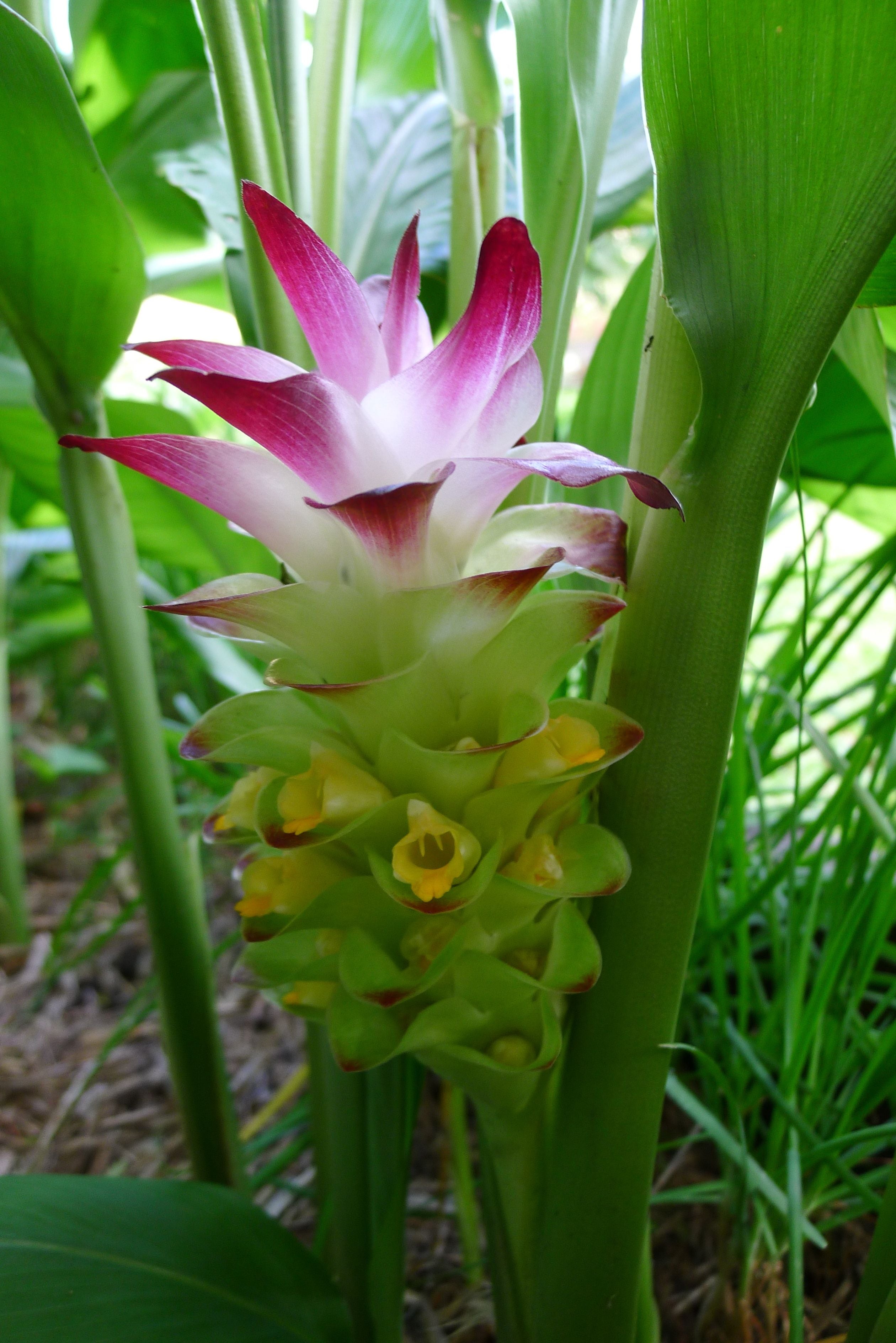 Turmeric (Curcuma longa) - flyingdragonnursery