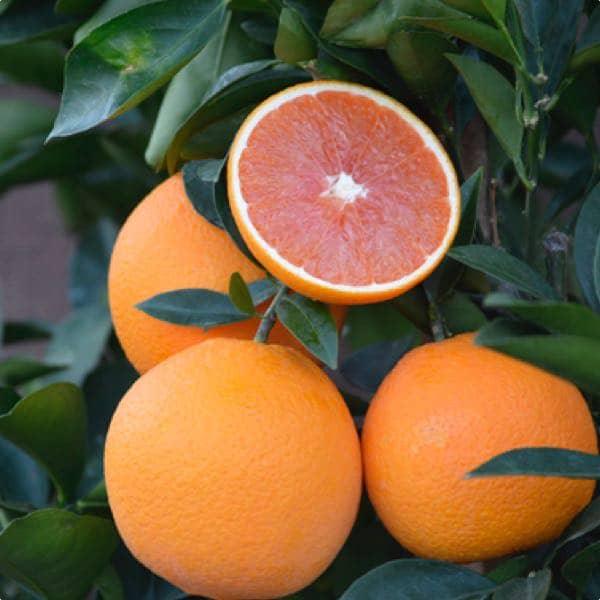 Orange - Caracara - flyingdragonnursery