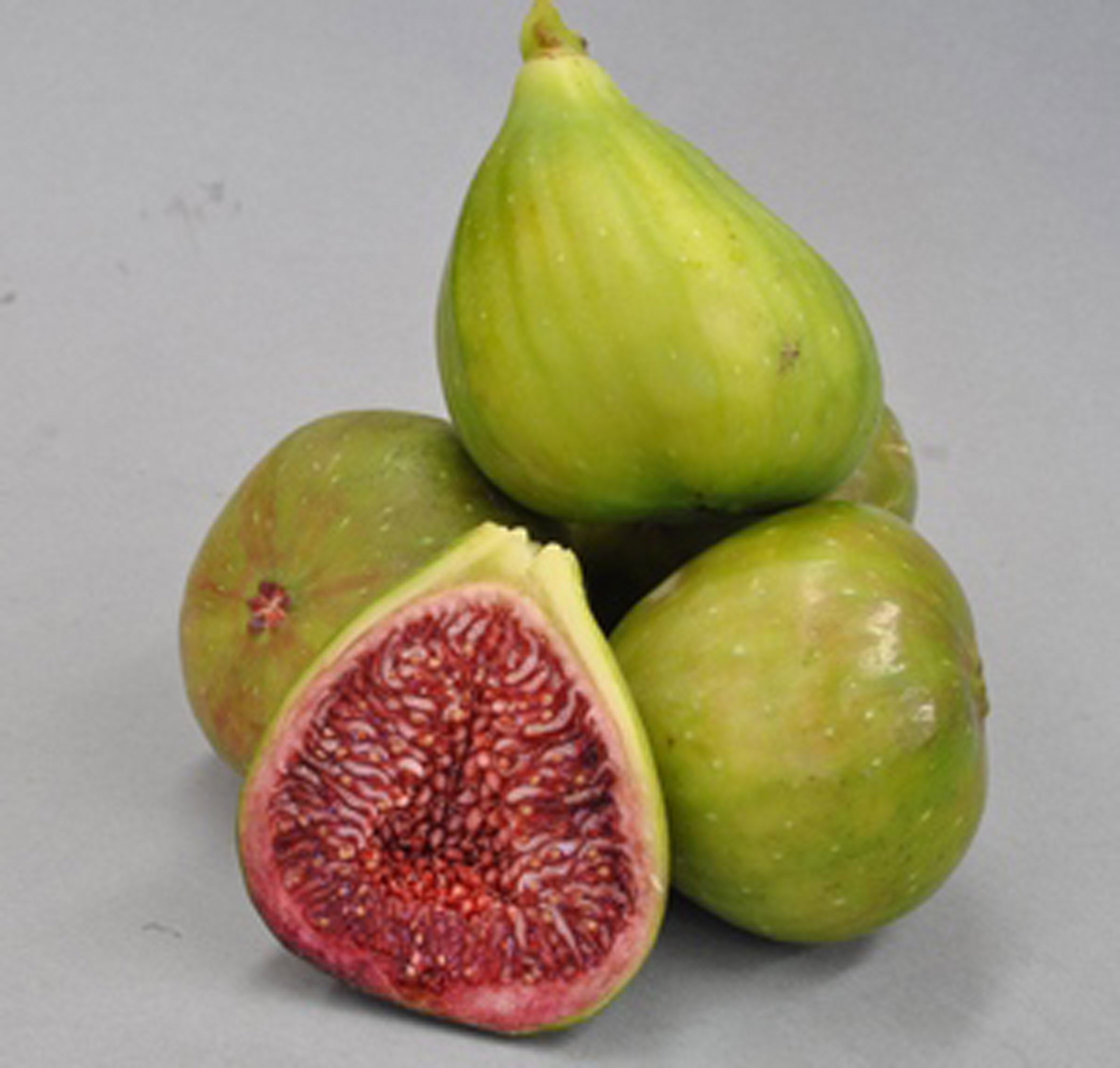 Fig - Candy - flyingdragonnursery