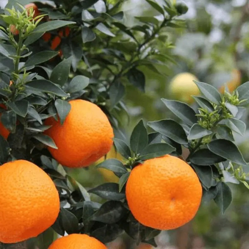 Chinotto - flyingdragonnursery