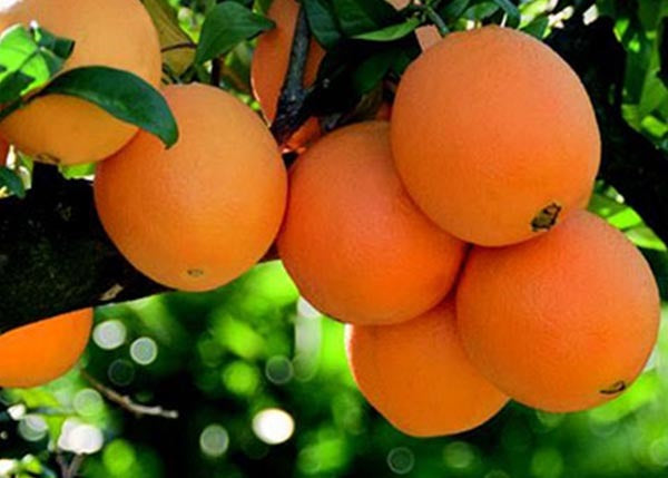 Orange - Navelina - flyingdragonnursery