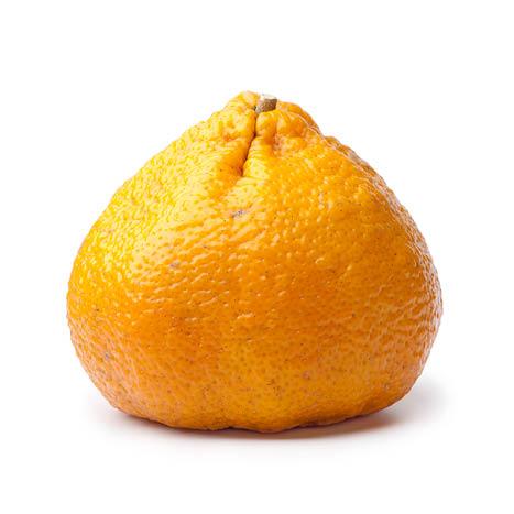 Tangor - Ugli - flyingdragonnursery