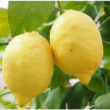 Lemon - Villa Franka - Cold hardy variety - flyingdragonnursery