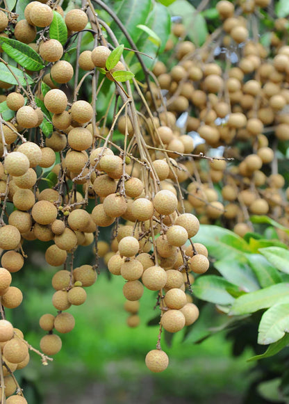 Longan - flyingdragonnursery