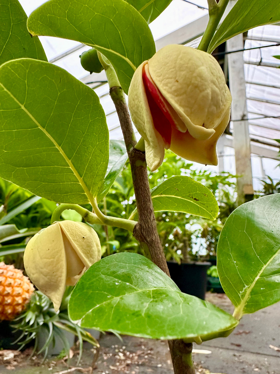 Mountain Soursop - Grafted (Cold tolerant)