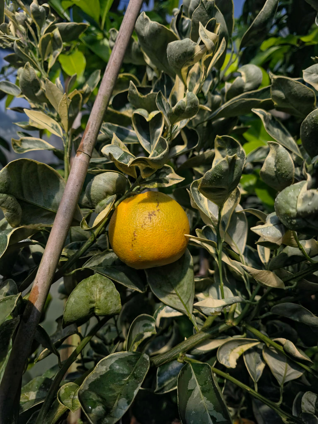 Variegated Orange — Ruby Flame™