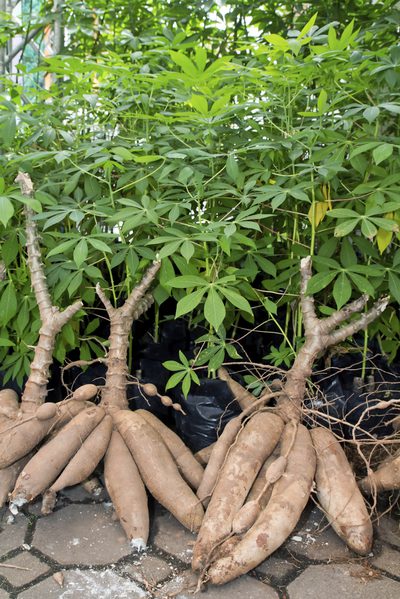 Yuca, Cassava