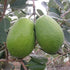 Feijoa - Opal Star flyingdragonnursery