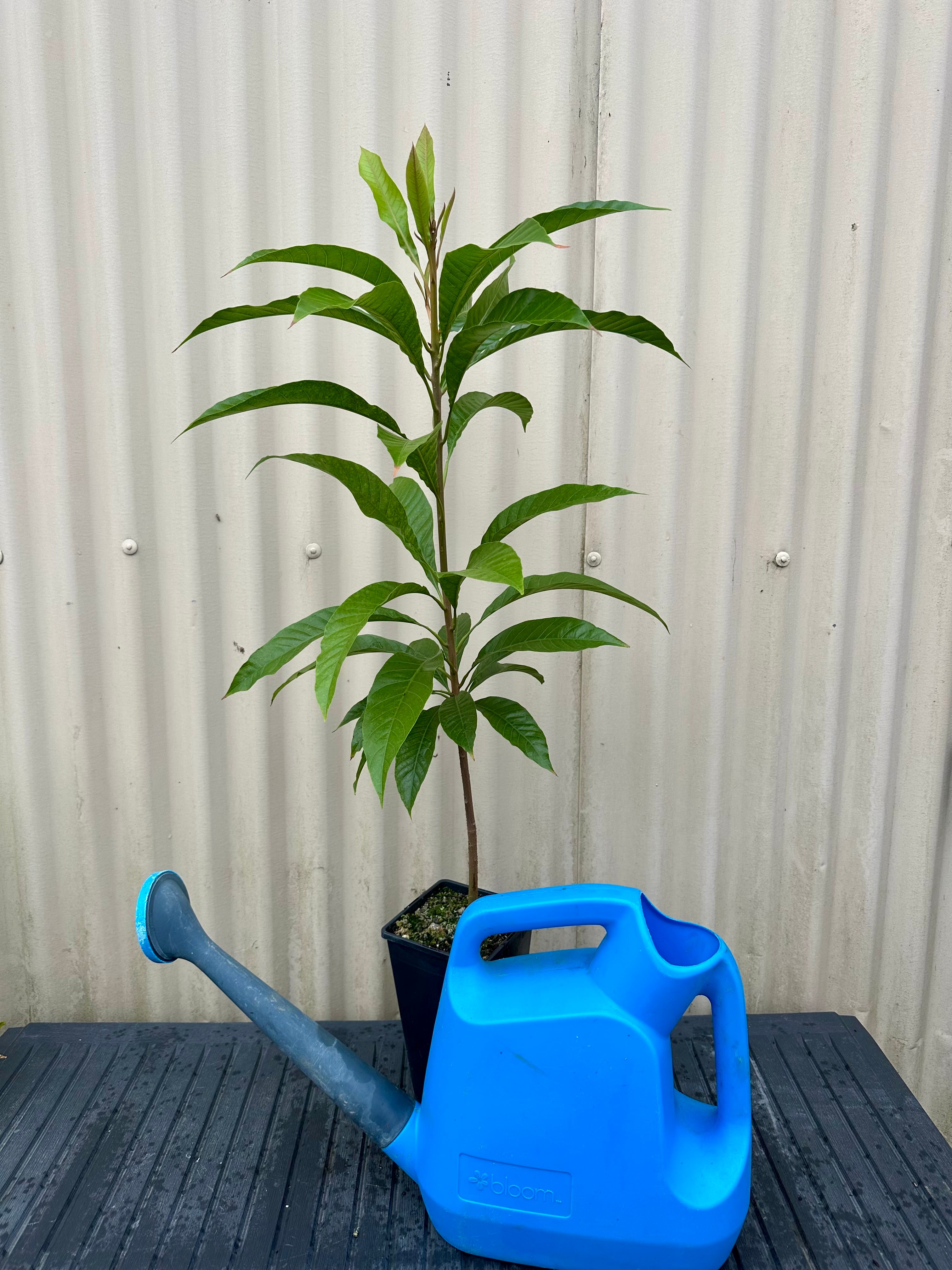 Yellow Sapote, Canistel plant flyingdragonnursery