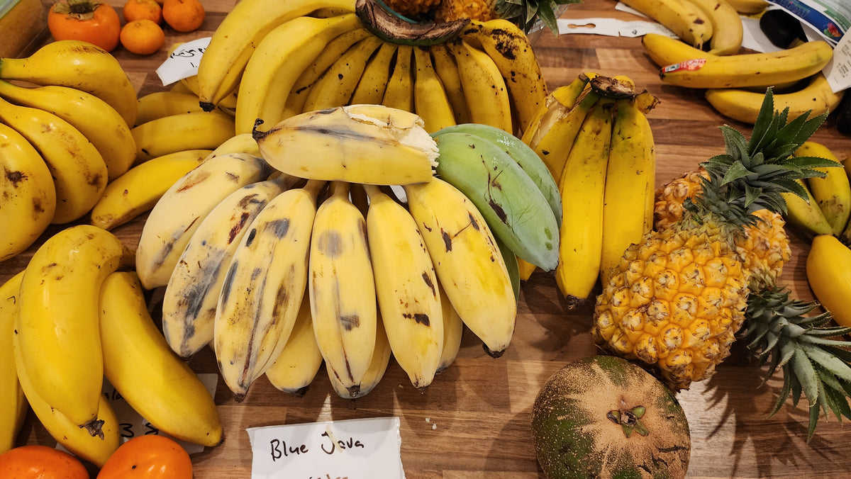 Blue Java Cut Open Banana - Blue Java (cold-hardy) – flyingdragonnursery