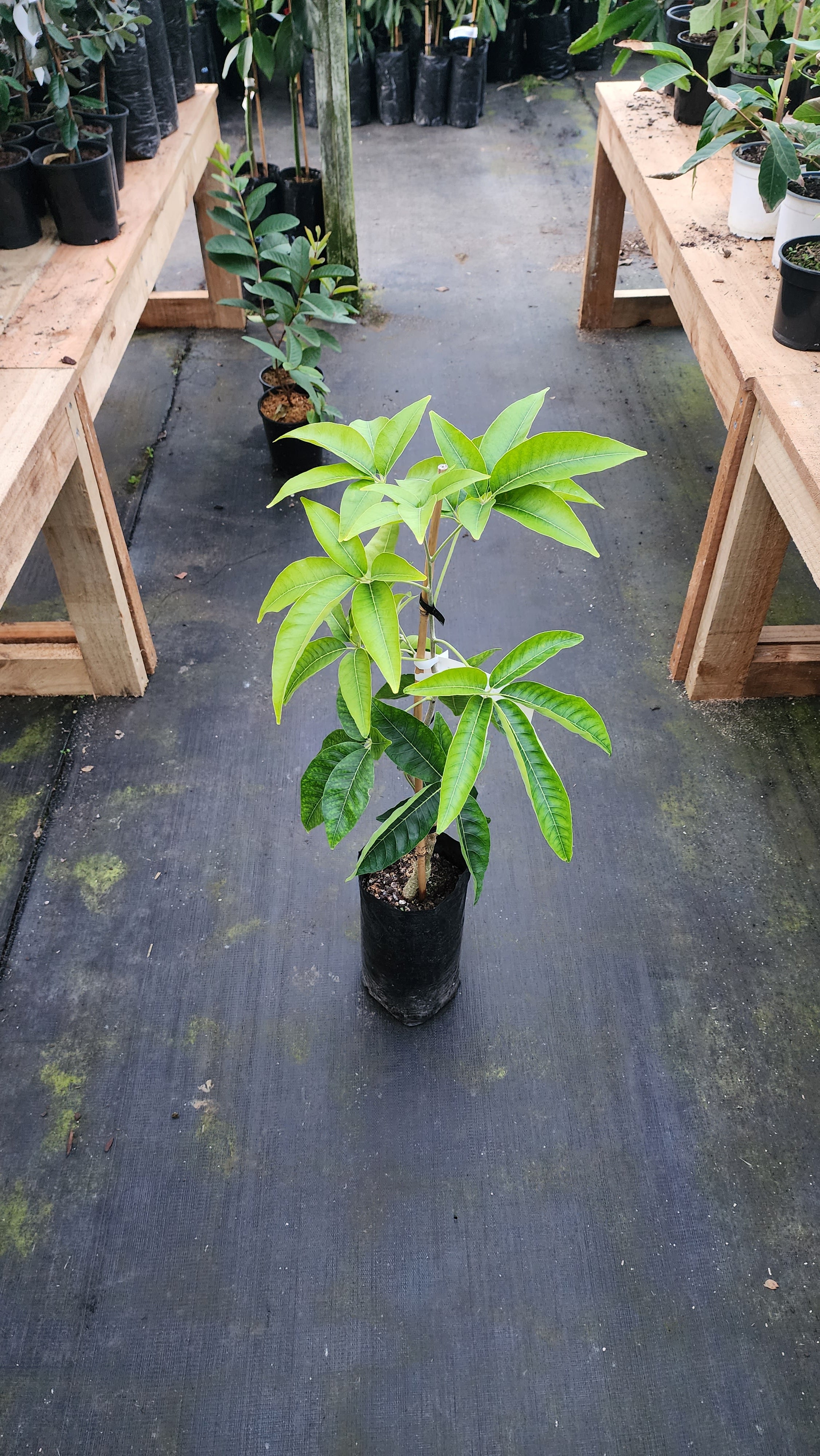 Casimiroa / White Sapote - Wiki Woo - Grafted - flyingdragonnursery