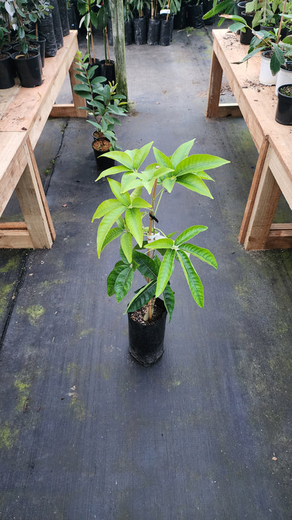 Casimiroa / White Sapote - Wiki Woo - Grafted - flyingdragonnursery