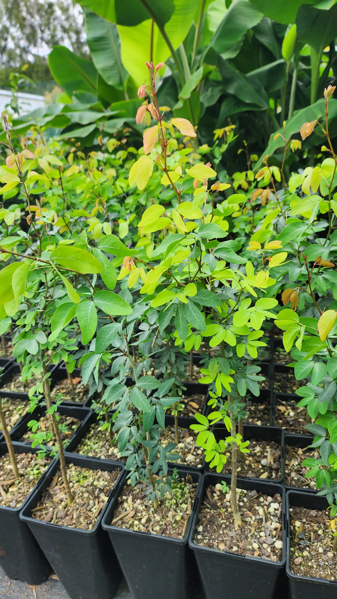 Manila tamarind plant