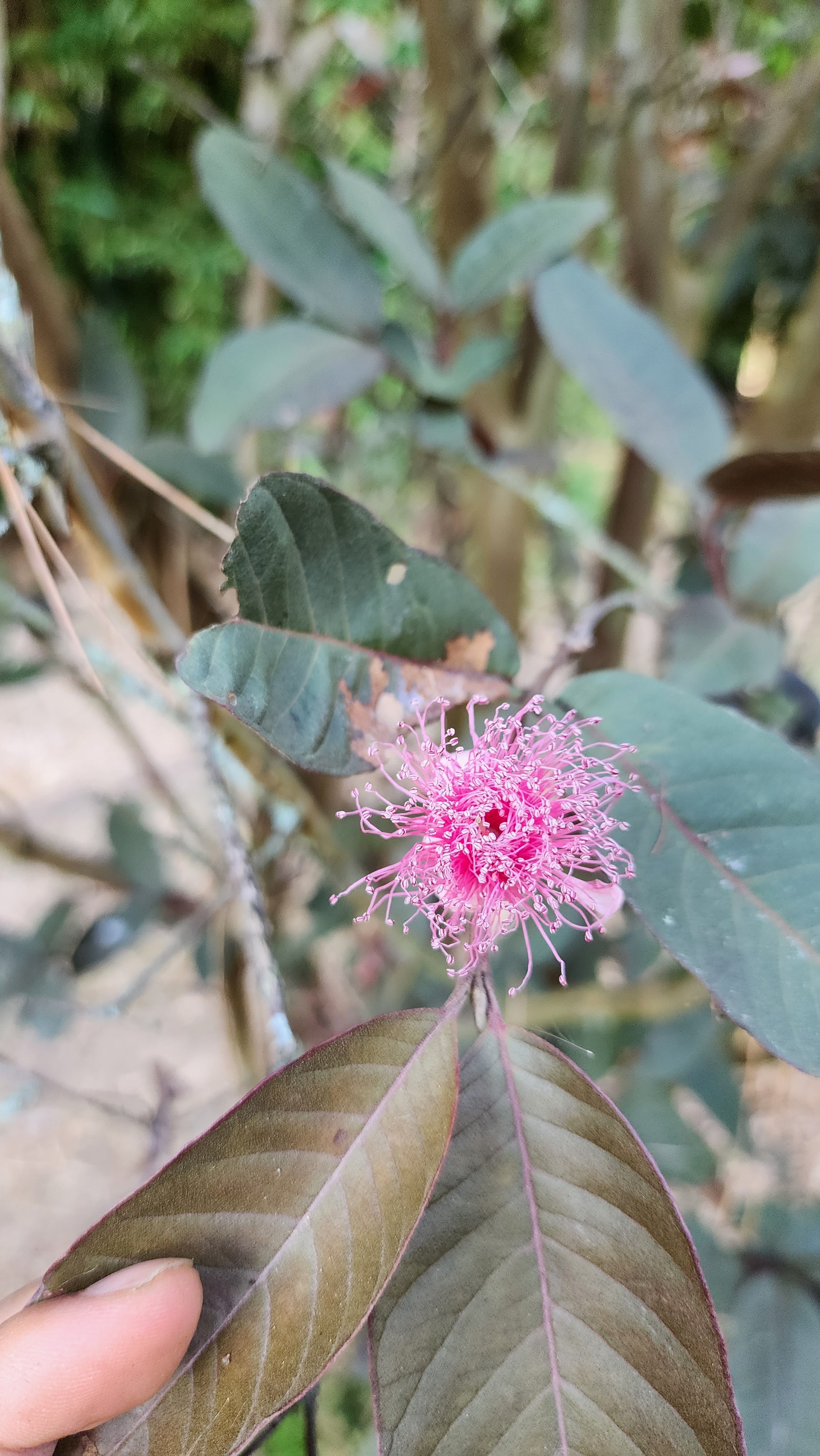 Guava - Purple Malay – flyingdragonnursery