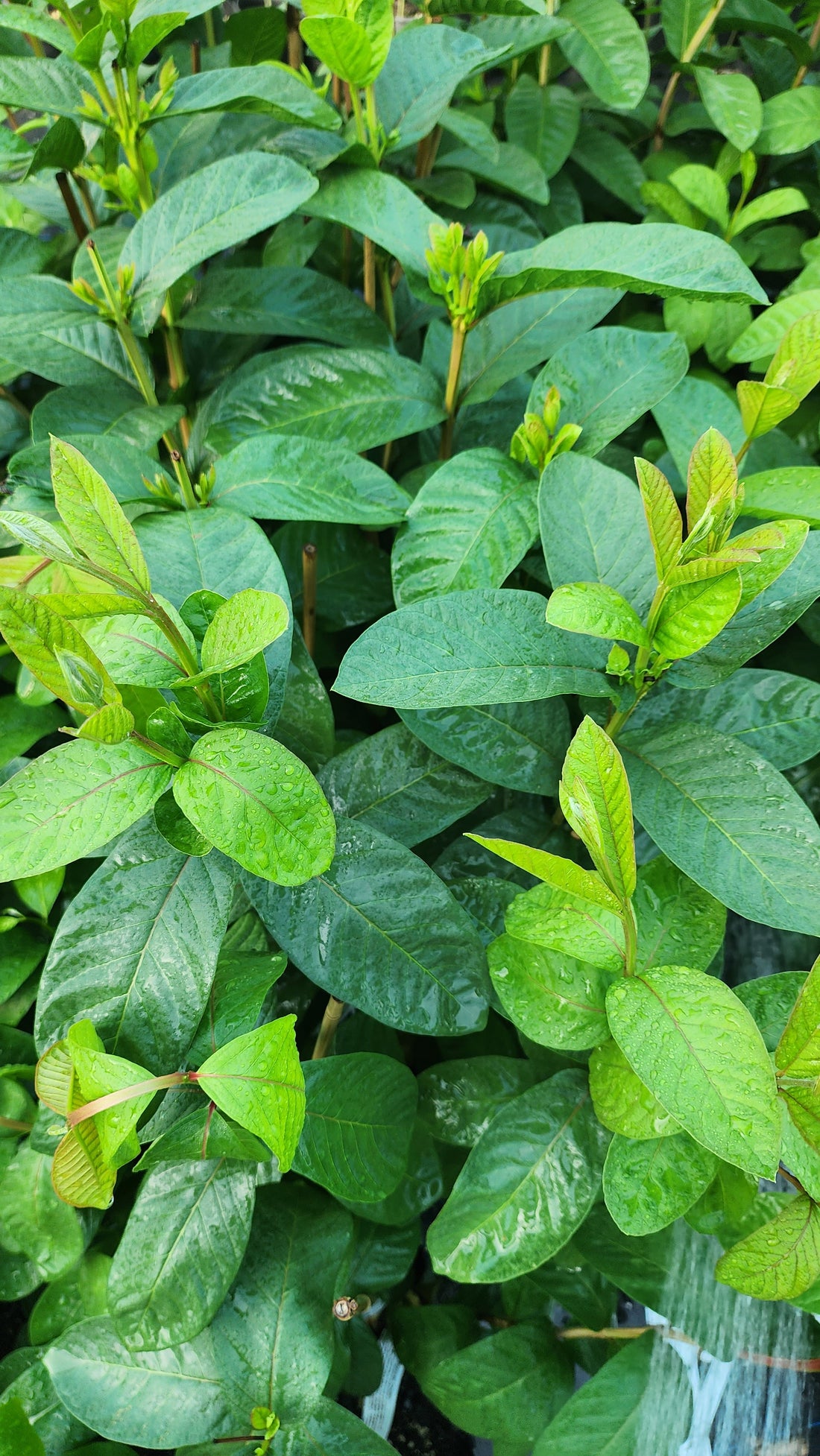 Tropical Guava - Mexican Cream flyingdragonnursery