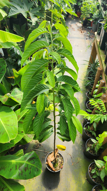 Rollinia deliciosa, biribá  - GRAFTED (super rare)