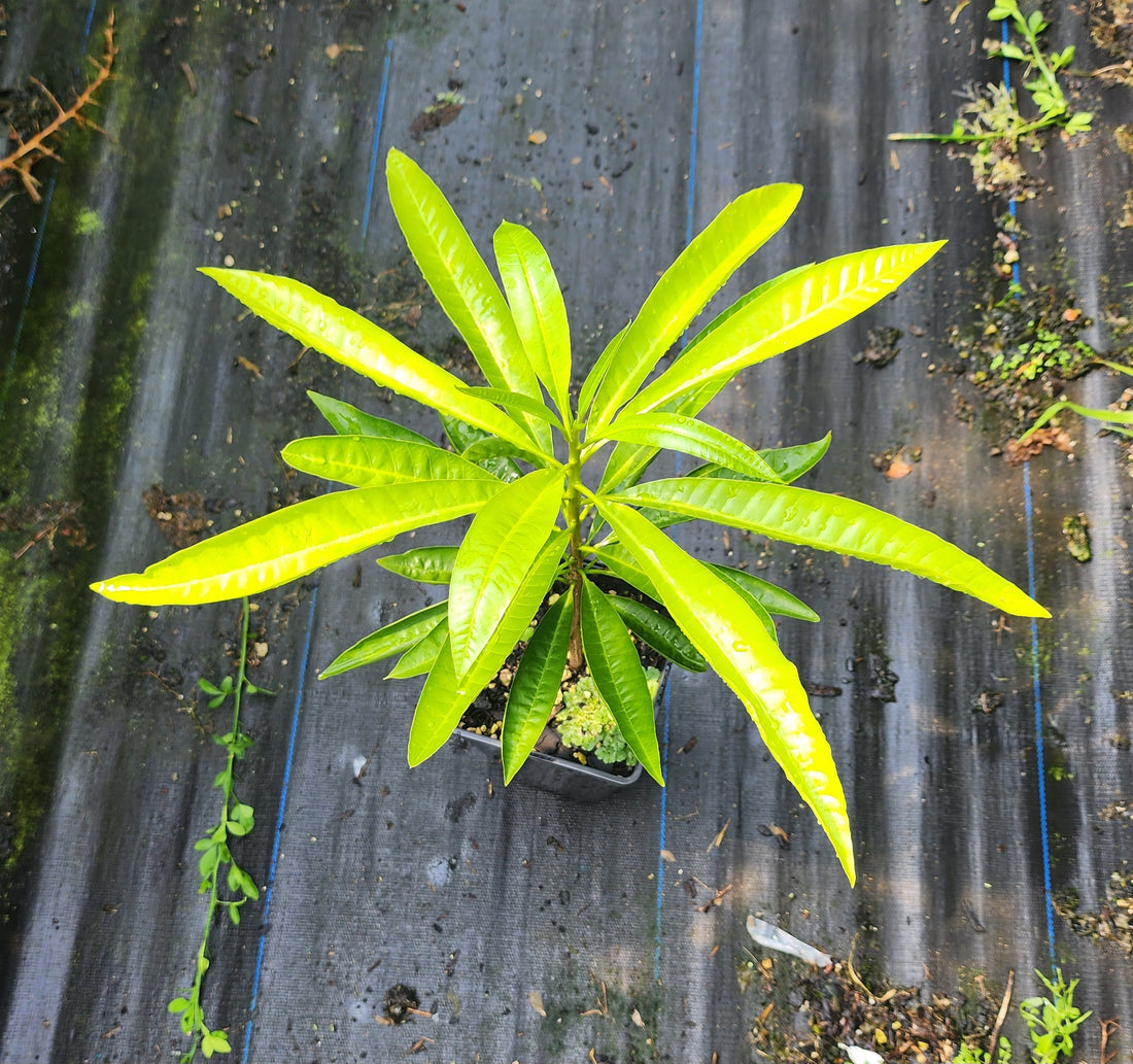 Yellow Sapote, Canistel plant