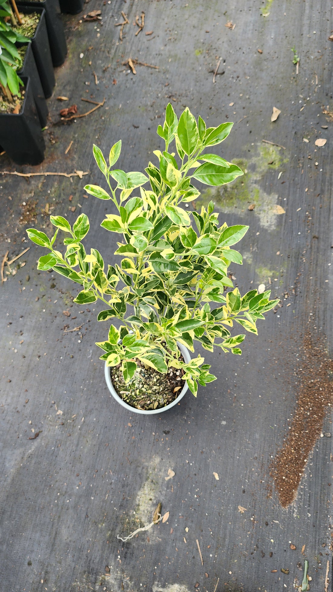 Variegated Calamansi