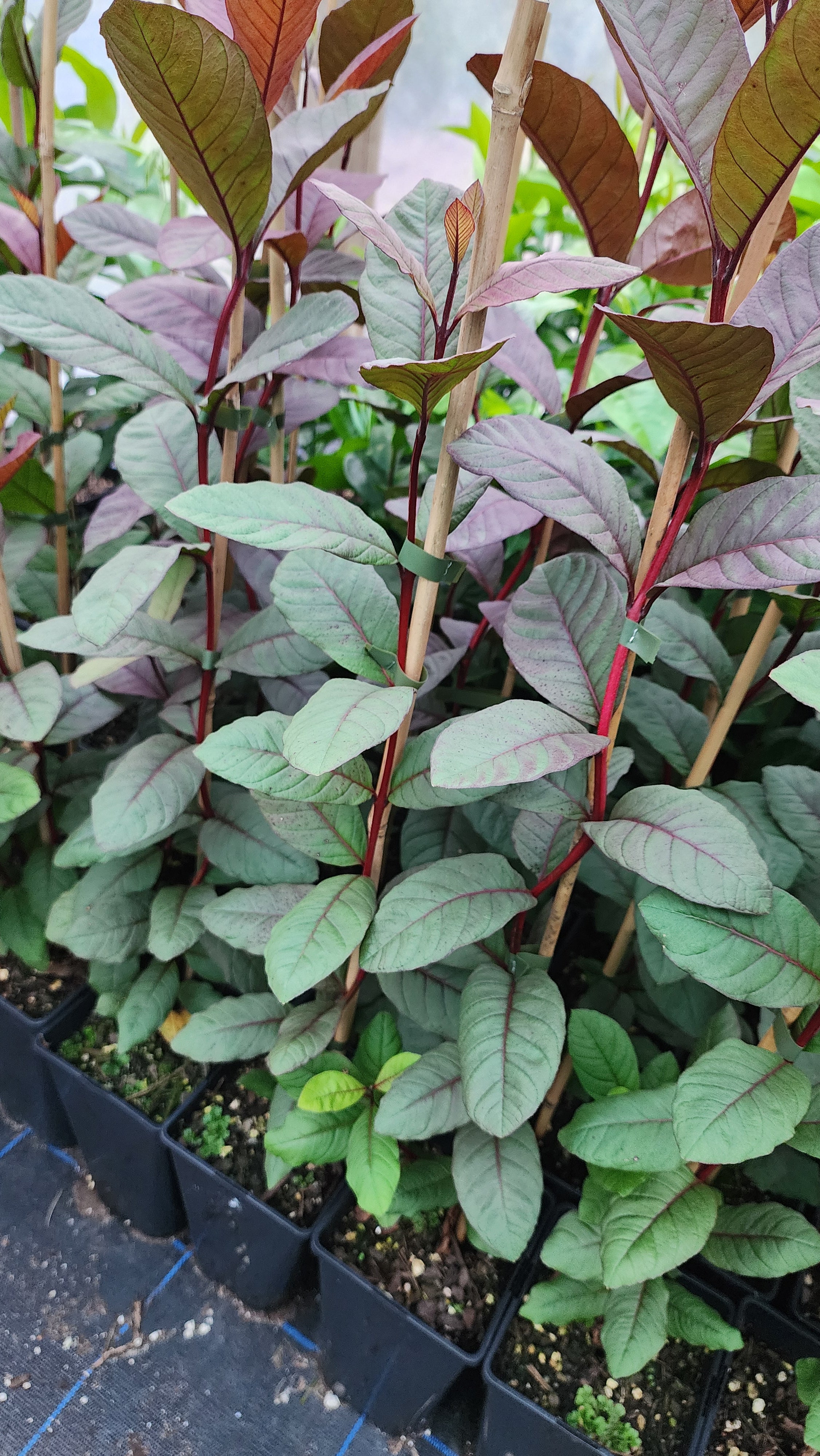 Guava - Purple Malay – flyingdragonnursery