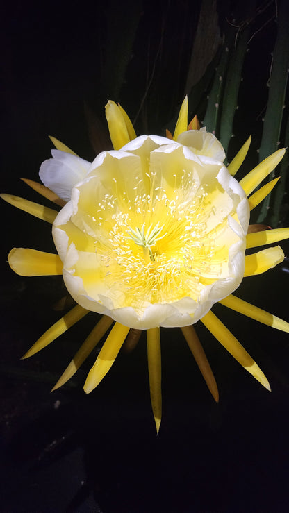 Dragonfruit Yellow - Rooted in a pot  (Hylocereus megalanthus)