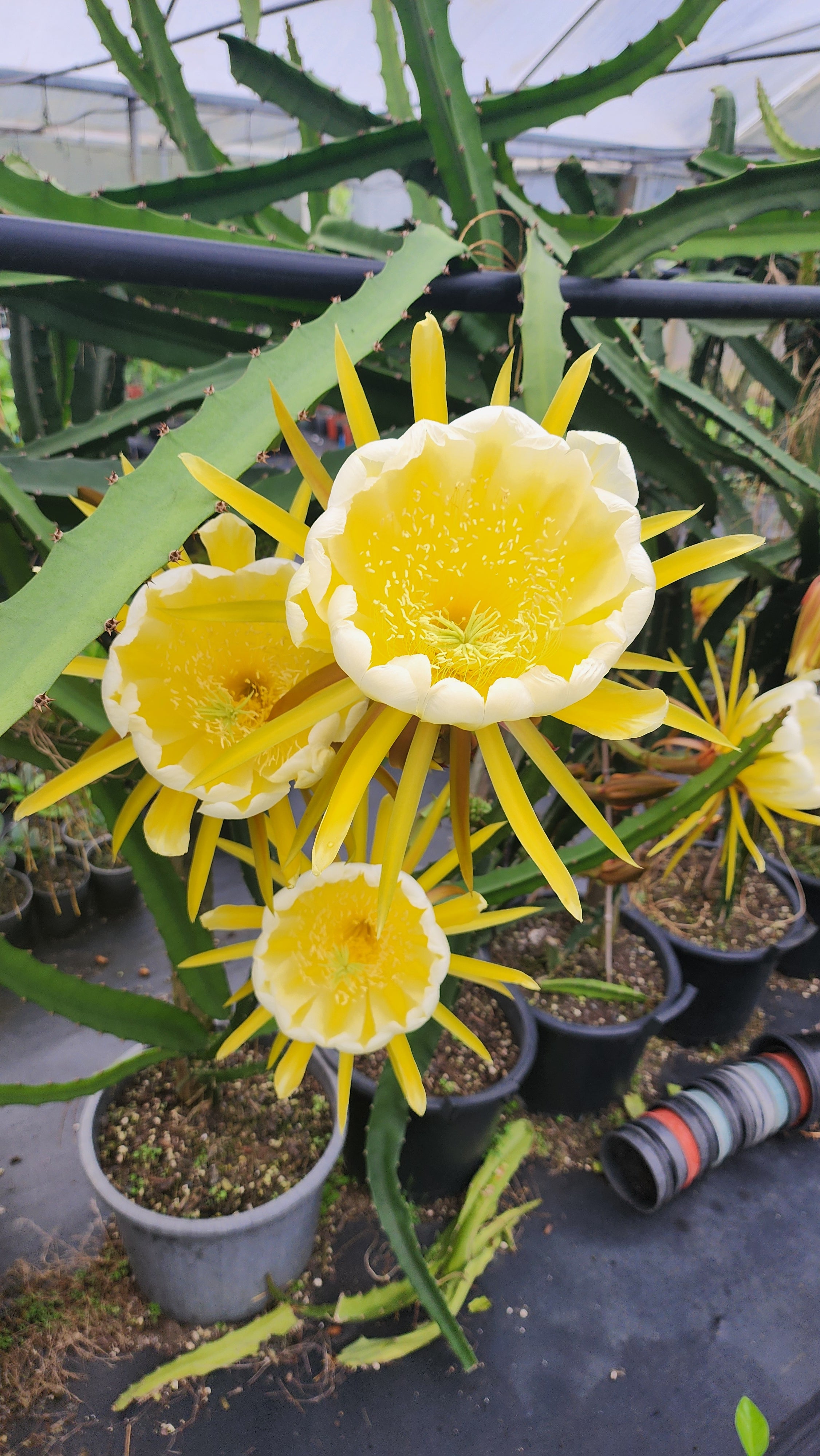 Dragonfruit Yellow (Palora) - Rooted in a pot