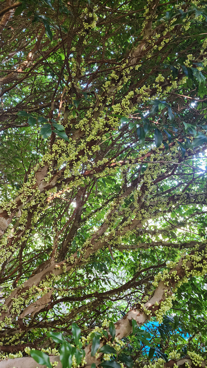 Jaboticaba - Sabara - Grafted