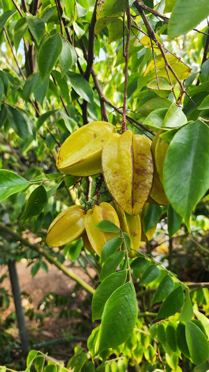 Carambola Starfruit - Aotearoa Gold - Grafted