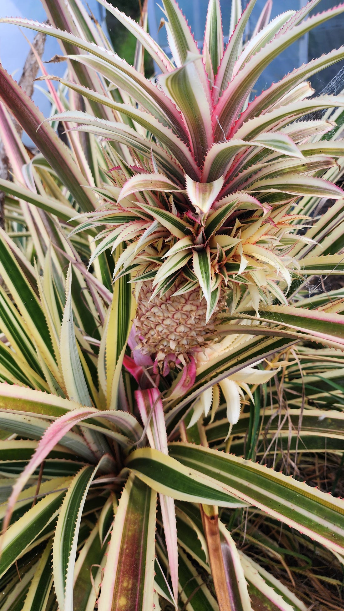 Pineapple - Variegated flyingdragonnursery