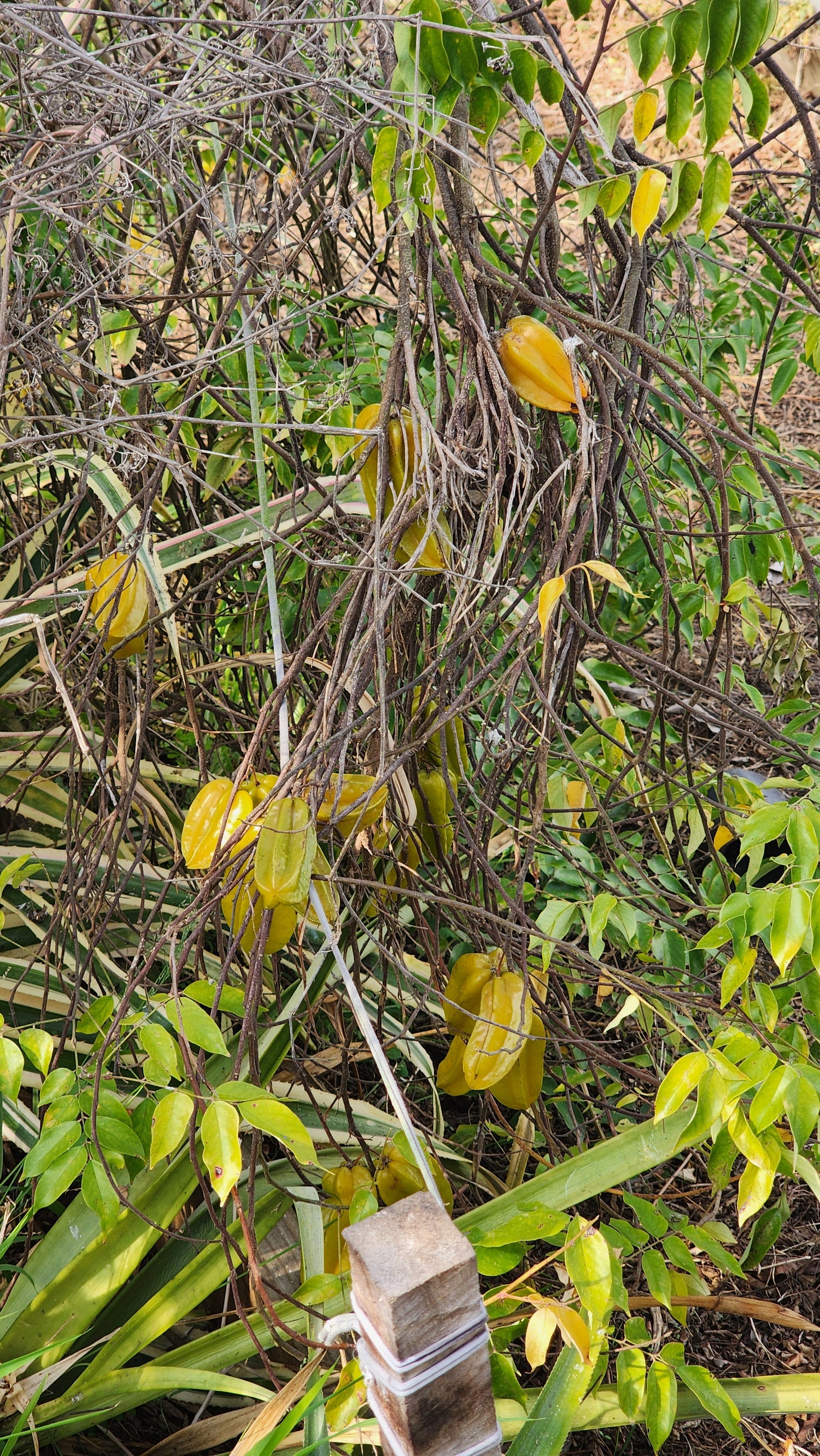 Carambola Starfruit - Sara - Grafted