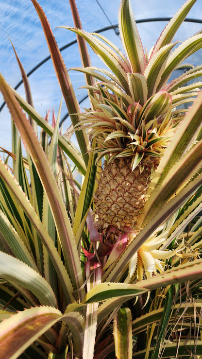 Pineapple - Variegated