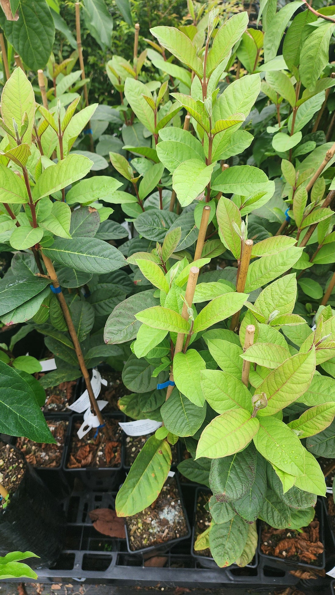 TROPICAL GUAVA - Thai white flyingdragonnursery