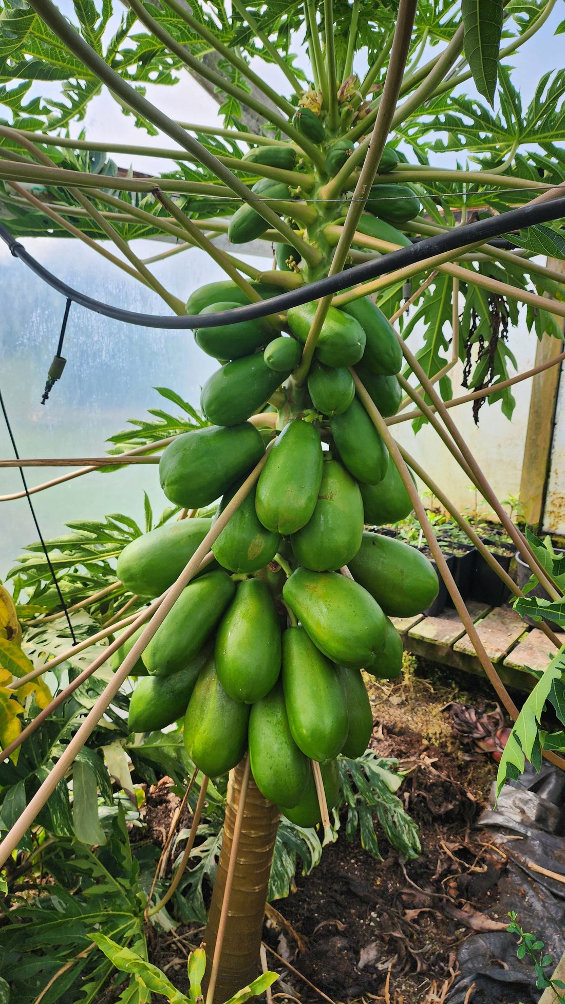 Papaya - Red Maradol flyingdragonnursery