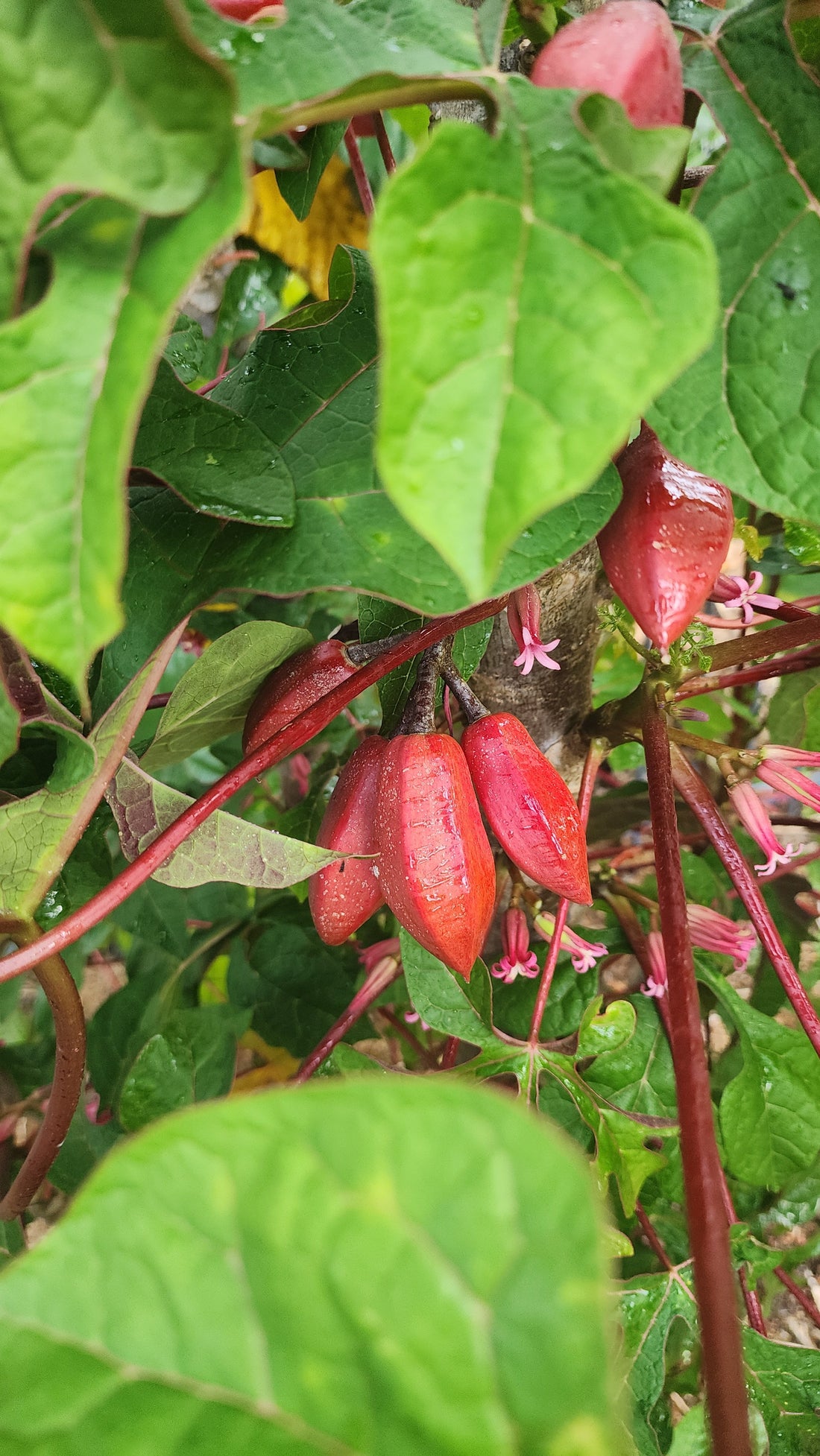 Mountain PawPaw - Red flyingdragonnursery