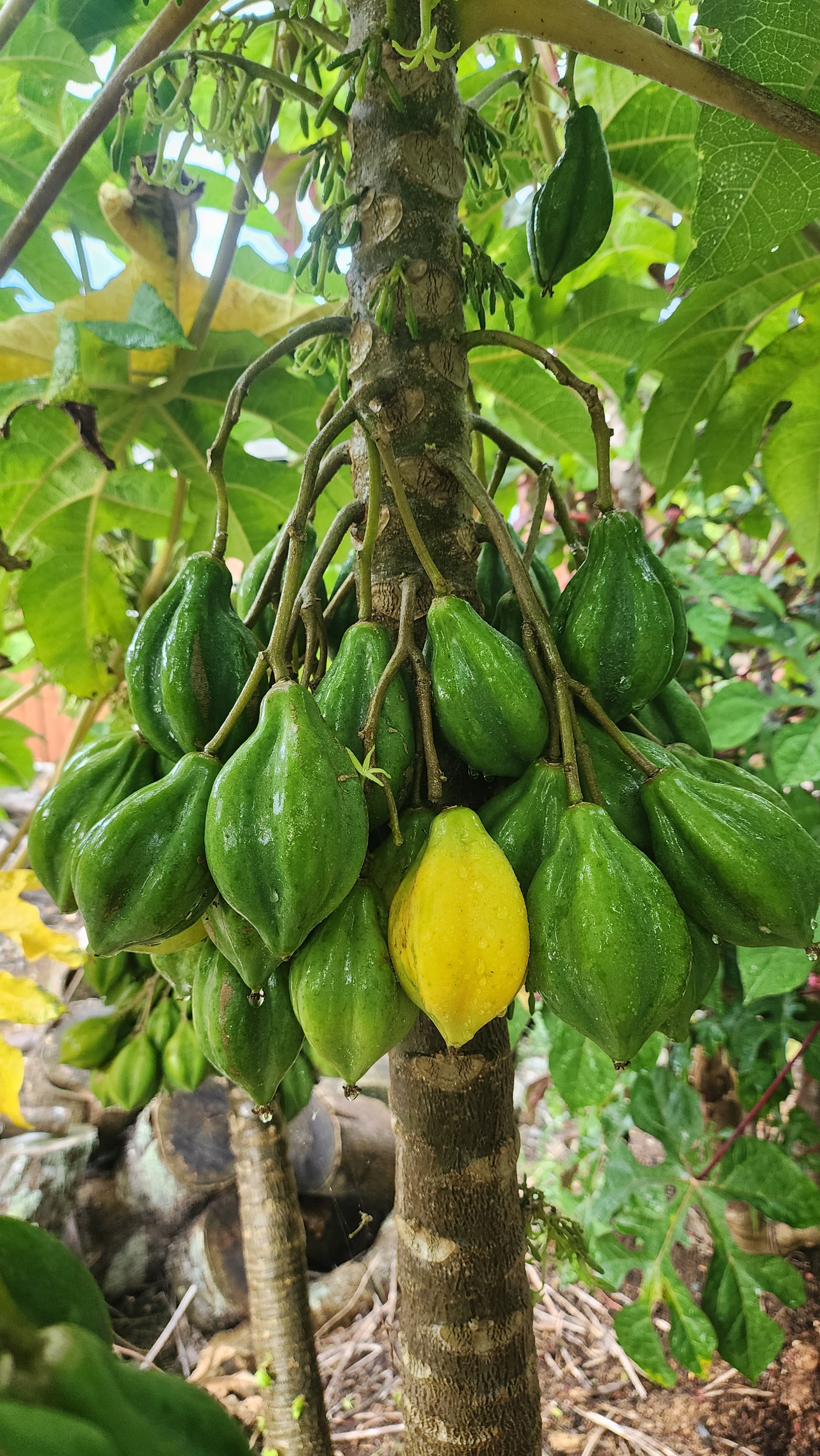 Mountain Pawpaw - Yellow