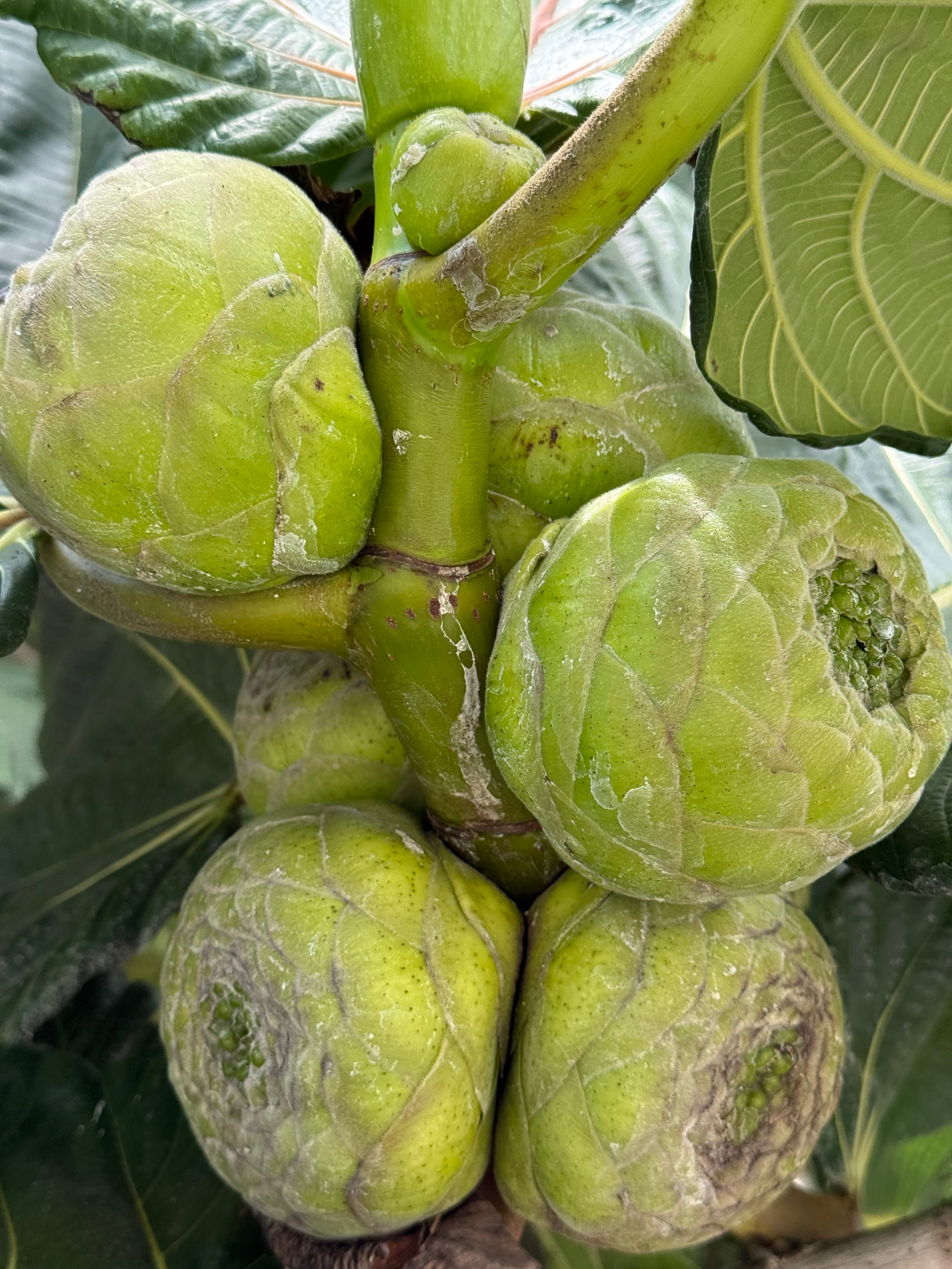 Dinner plate fig - Ficus dammaropsis